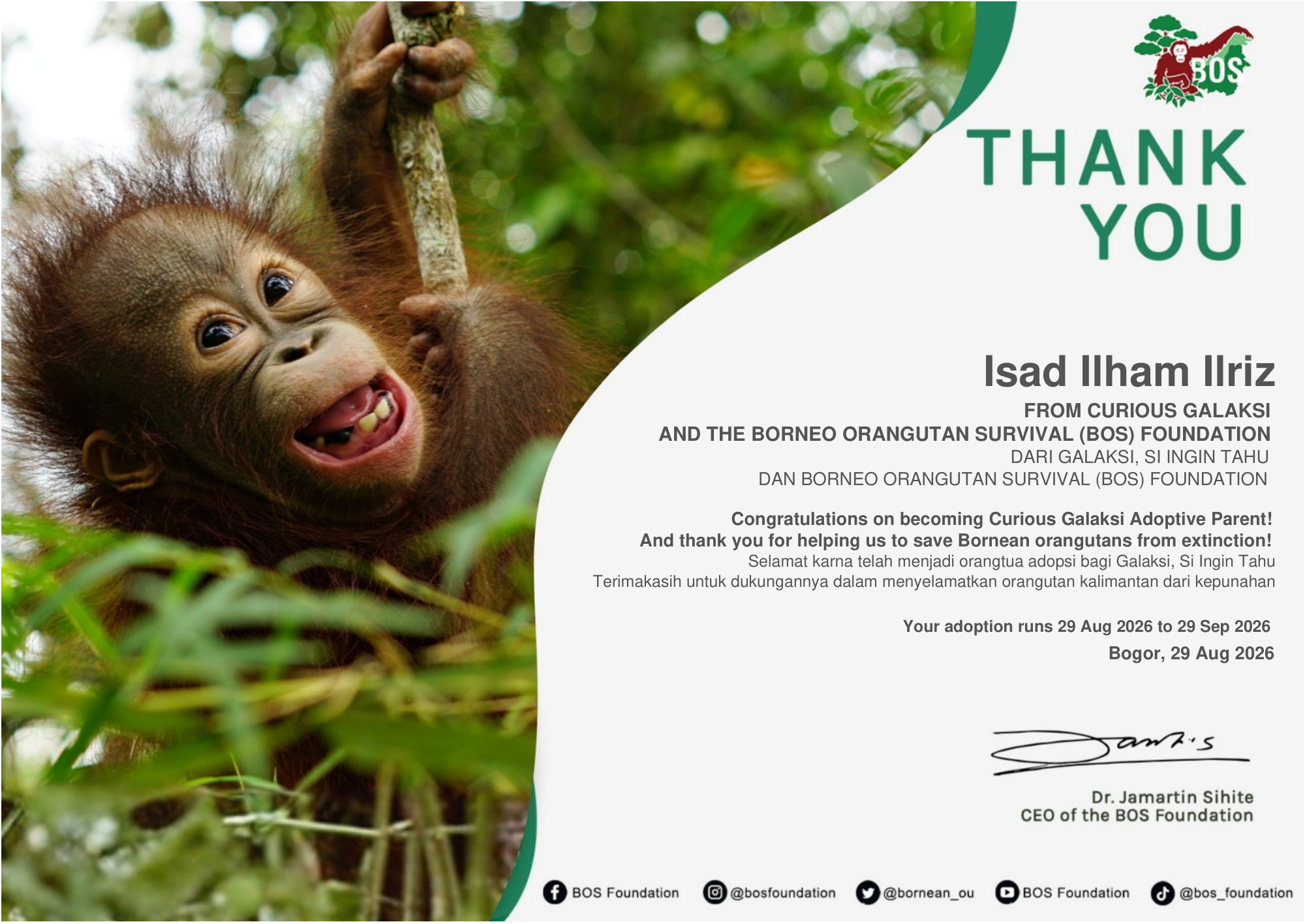 Galaksi’s adoption certificate from the Borneo Orangutan Survival Foundation, thanking Isad Ilham Ilriz for their support.